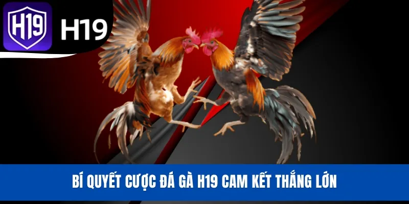 Bí quyết cược đá gà H19 cam kết thắng lớn