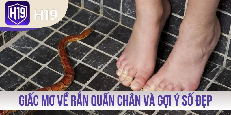 Giải mã giấc mơ về rắn quấn chân và gợi ý số đẹp