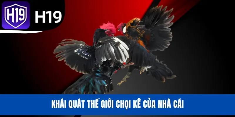 Khái quát thế giới chọi kê của nhà cái